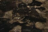 Polished Petrified Wood (Araucaria) Slab - Australia #212462-1